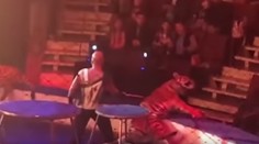 Šok v cirkuse: Vysilený tiger dostal pred plným hľadiskom kŕče a odpadol