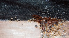 Ľudia cestujú postojačky, hrozba je na letiskách aj v nemocniciach. Európou sa čoraz viac šíri bodavý hmyz