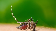 V Európe potvrdili výskyt nebezpečného hmyzu. Môže preniknúť aj na Slovensko