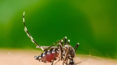 V Európe potvrdili výskyt nebezpečného hmyzu. Môže preniknúť aj na Slovensko