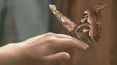 V Košiciach sú svetové skvosty. Aj najväčší motýľ planéty