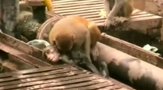 Ľudia sa majú ešte čo učiť od zvierat. Hlavne pri záchrane života