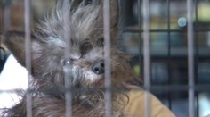 Odhalila skrytá kamera! Továrne na psov nechutne kšeftujú so šteňatami