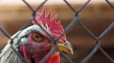 Dôchodkyňu zabil jej vlastný kohút, keď chcela pozbierať vajcia