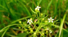 O tejto rastlinke si odborníci mysleli, že vyše 100 rokov nerastie na Slovensku