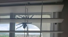 Manželia zostali v šoku. Po dverách sa im šplhal pavúk väčší ako ľudská dlaň