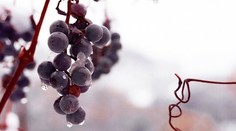 Lahodné omáčky ku zmrzline