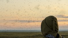 Chorvátsko bojuje s inváziou komárov, mestá chcú vyhlásiť stav prírodnej katastrofy