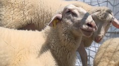 Proces šľachtenia trval 25 rokov. Takto vyzerá slovenská dojná ovca