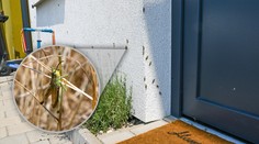 VIDEO: Invázia lúčnych koníkov? Na juhu Záhoria zasypali polia, tlačia sa aj do domov