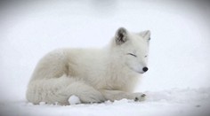 V Nórsku sa snažia obnoviť populáciu polárnych líšok. Päť z nich práve vypustili do voľnej prírody