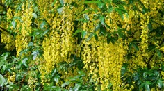 Skončili v nemocnici. Pätnásť detí sa v Nemecku otrávilo jedovatou rastlinou