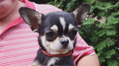 Čivava našla v lese nevybuchnutú bombu. Na Soroške ich môže byť viac