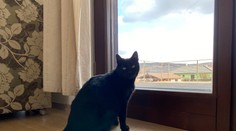 Mačky sú jediné zvieratá, ktoré pradú. Prečo vydávajú tento tajuplný zvuk?