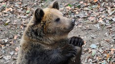 Pri Prahe opäť hľadajú medveďa, pomáha aj vrtuľník