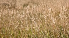 Mladík jazdil po lúke. Prešiel cez tínedžera (15†)