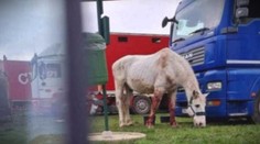 Zraneného a krvavého koňa ťahali von z auta. Obyvateľov Lučenca vydesil pohľad na zviera, ktoré viezli cirkusanti