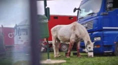 Zraneného a krvavého koňa ťahali von z auta. Obyvateľov Lučenca vydesil pohľad na zviera, ktoré viezli cirkusanti