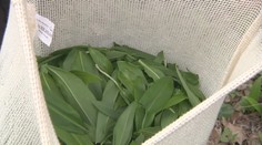 Medvedí cesnak nemôžete trhať hocikde. Ak ho zbierate na nesprávnom mieste, riskujete mastnú pokutu