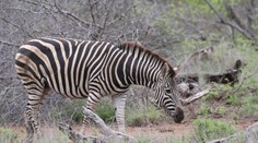 Neveril vlastným očiam. Táto zebra je úplne iná ako všetky ostatné