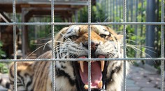 Z bioparku v Česku utiekli dva tigre a lev. Už sa ich podarilo uspať