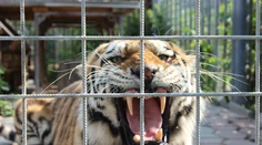 Z bioparku v Česku utiekli dva tigre a lev. Už sa ich podarilo uspať