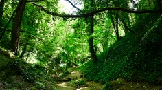 Žena zomrela na následky udusenia a muža našli obeseného. Policajti objavili v lese telá poľského páru