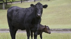 Tak to ste ešte nevideli. Krava si pochutnávala na pytónovi