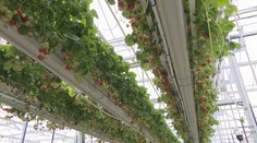 Jahody vpravo, vľavo i navrchu. Ukážeme vám, ako fungujú ekologické skleníky na juhu Slovenska