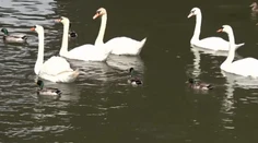 Radi kŕmime vtákov na jazerách. Spôsobujeme tým viac škody ako osohu