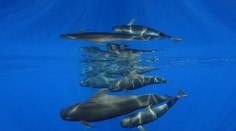 Súťaž Ocean Art pozná víťazov: Pozrite si najkrajšie snímky života pod hladinou