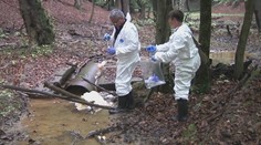 V tele mláďaťa jeleňa vo zvernici pri Strážskom našli obrovské množstvo chemikálií