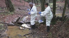 V tele mláďaťa jeleňa vo zvernici pri Strážskom našli obrovské množstvo chemikálií