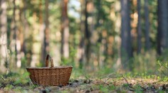 Sú výnimočné, ale môžu byť aj drahé. Za zber niektorých húb hrozia na Slovensku vysoké pokuty