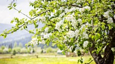 Podrobná predpoveď počasia na tento týždeň