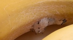 Strašidelný objav v banánoch. Vyliezali z nich pavúky