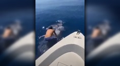 VIDEO: Muž zoskočil z lode na obrovského žraloka, následne na ňom odplával preč