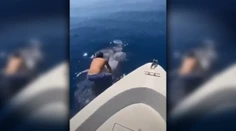 VIDEO: Muž zoskočil z lode na obrovského žraloka, následne na ňom odplával preč