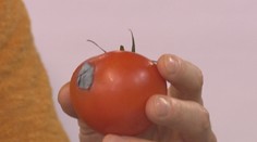 Dr. Bukovský: Aj malý fliačik na ovocí a zelenine môže byť nebezpečný