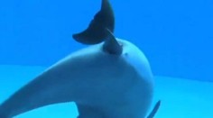 V delfináriu v Donecku sa narodilo mláďa, ktoré pomenovali Mier