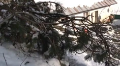 Dom mu ohrozujú borovice. Padajú mu takmer na hlavu