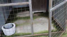 Kríženci staforda a nemeckého ovčiaka dohrýzli dôchodcu