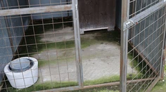 Kríženci staforda a nemeckého ovčiaka dohrýzli dôchodcu