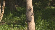 Výnimočná chvíľa: Po takmer štvrťstoročí prišlo v slovenskej ZOO na svet mladé medvieďa