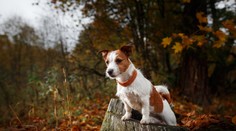 Pes prežil sám dva mesiace na úpätí hory. Vychudnutého na kosť ho našli pri tele nebožtíka