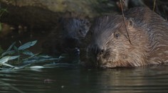 V Nitre prešli bobrom cez rozum. Stromy natreli zmesou, ktorá im zabraňuje hrýzť
