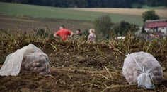 Aj druhý chlieb Slovákov zdražie. Farmári naznačili, o koľko si za zemiaky priplatíme