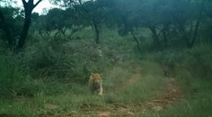 Prvé zábery tajomnej šelmy: Jahodového leoparda nasnímala fotopasca
