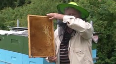 Včiel aj včelárov ubúda. S ich zmiznutím nás čaká katastrofa