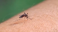 V Európe sa čoraz viac rozmáha tropické ochorenie. Odborníci hovoria o možnej pohrome